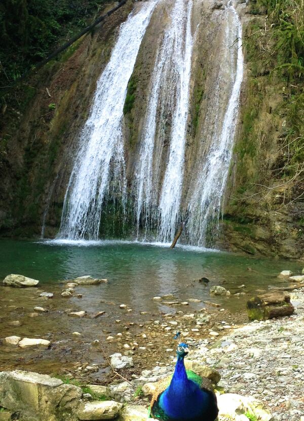 A pet peacock in front of a waterfall on Shakhe River. Tourists can take a picture with it for 100 rubles ($3) A pet peacock in front of a waterfall on Shakhe River. Tourists can take a picture with it for 100 rubles ($3) - Sputnik International
