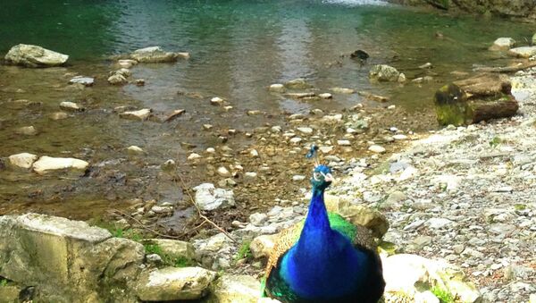 A pet peacock in front of a waterfall on Shakhe River. Tourists can take a picture with it for 100 rubles ($3) - Sputnik International