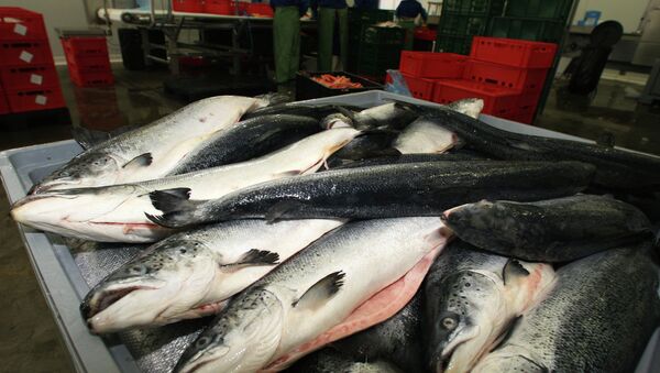 The head of the Norwegian Barents Secretariat hopes that import of Norwegian fish by Russia will resume. - Sputnik International