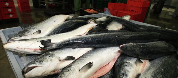 Salmon - Sputnik International