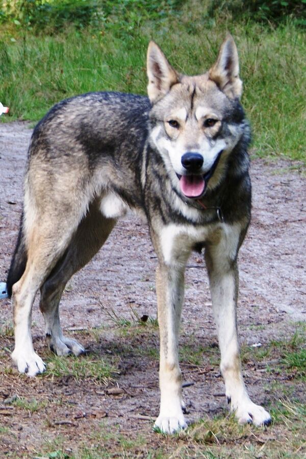Wolf hybrid (archive photo) - Sputnik International
