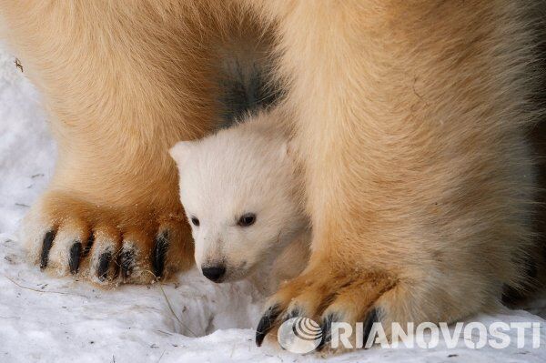 Baby Polar Bear Poses for Photos in Novosibirsk - Sputnik International