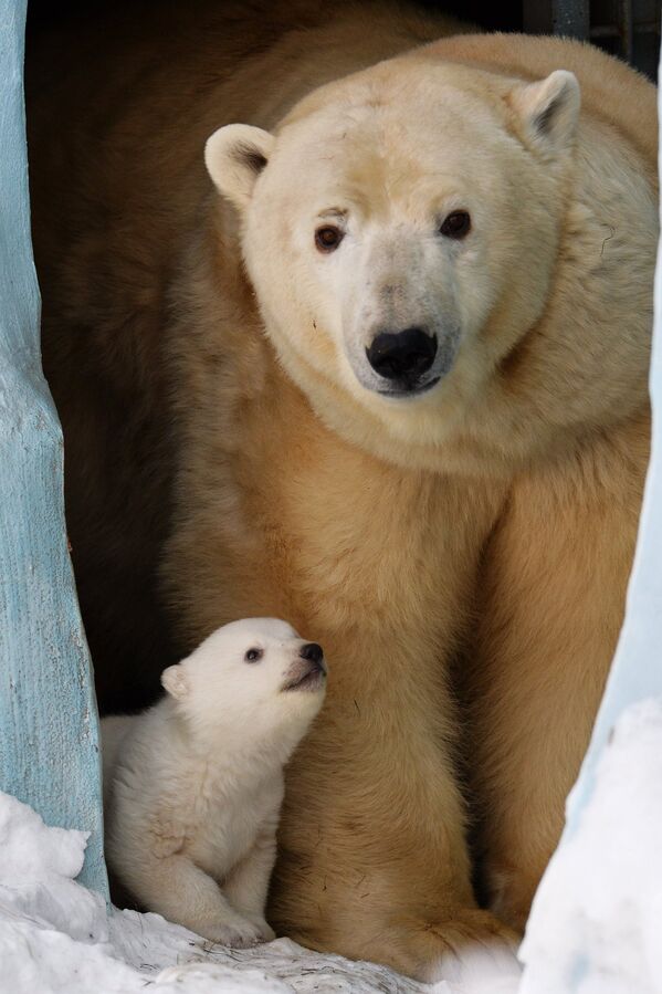Baby Polar Bear Poses for Photos in Novosibirsk - Sputnik International