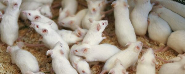 Lab mice - Sputnik International