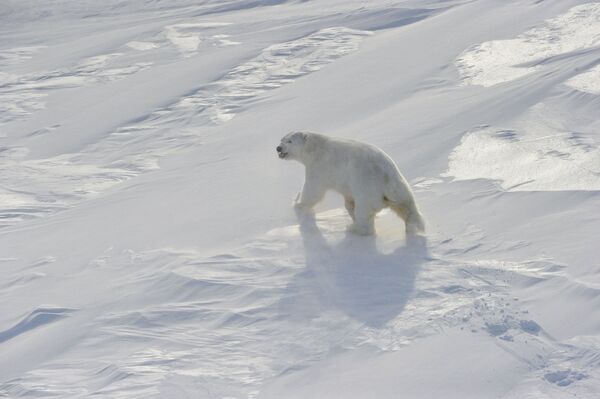 A polar bear at the Franz Josef Land archipelago. - Sputnik International