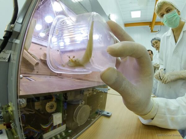 A biological capsule with geckos, fruit flies and silkworm eggs has returned to Earth - Sputnik International