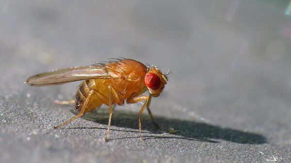 Fly Drosophila - Sputnik International