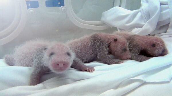 China’s Zoo Miracle: Mother Giant Panda Gave Birth to Triplets - Sputnik International