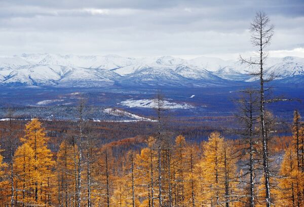 Siberian Taiga Woods - Sputnik International
