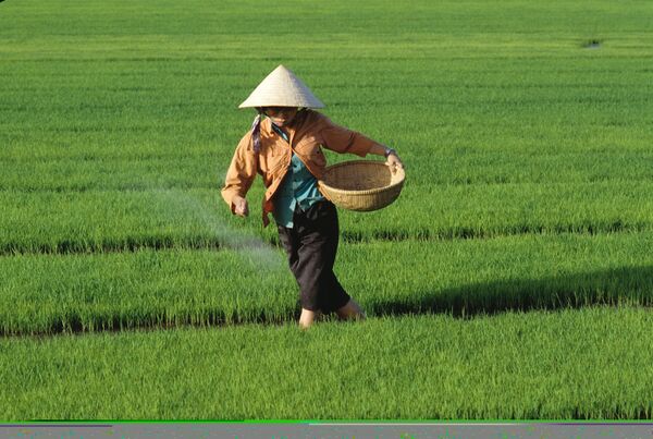 Rice fields in China during harvest time - Sputnik International