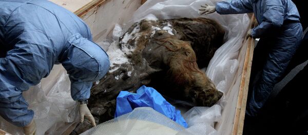 The International Collective Users’ Center of Molecular Paleontology where scientists can research wolly mammoths will open in Russia. Photo: Paleontological exhibition of Yuka Mammoth opens in Vladivostok The International Collective Users’ Center of Molecular Paleontology where scientists can research wolly mammoths will open in Russia. Photo: Paleontological exhibition of Yuka Mammoth opens in Vladivostok - Sputnik International