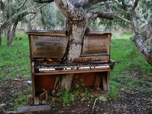 The Old Piano Tree - Sputnik International