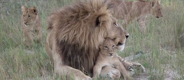 Lion Botswana Lion Botswana - Sputnik International
