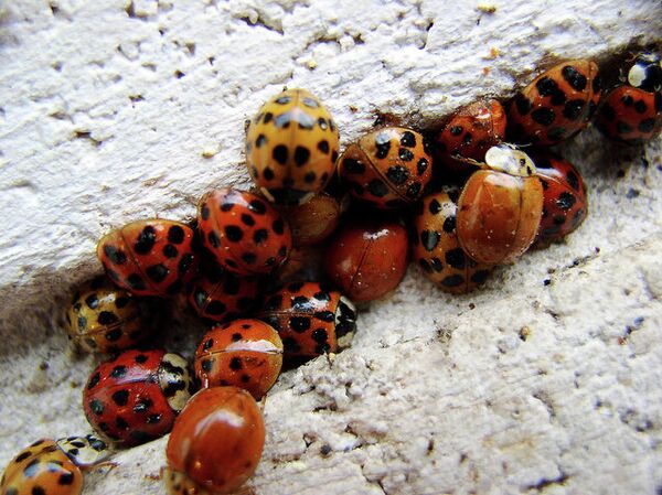 Within couple of hours thousands of ladybugs stuck all over the walls, windows and outside icons of the St. Trinity Cathedral of a small village in Russia’s Siberia. - Sputnik International