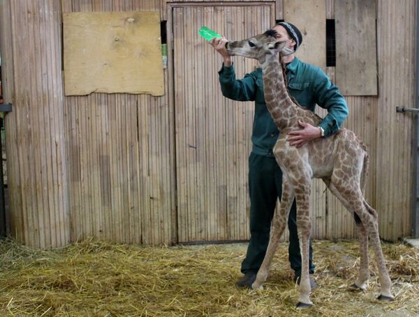 The baby giraffe is currently being fed a mixture of milk and quail’s eggs every three hours. - Sputnik International